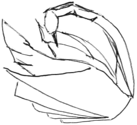 Swan