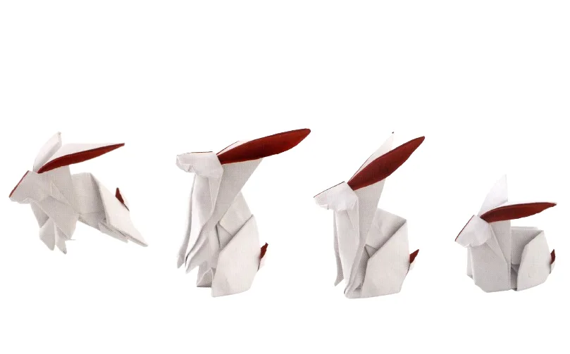 Rabbit 2016