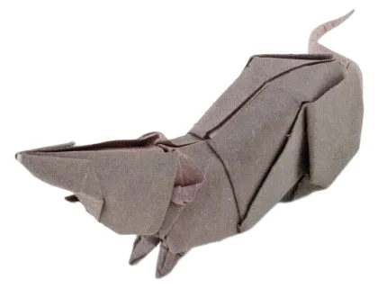 Musk shrew