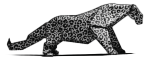Snow leopard