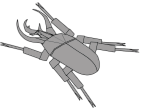Rhino beetle