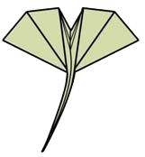 Ginkgo leaf