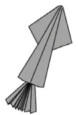 Squid