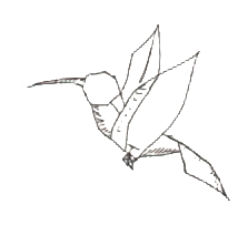 Hummingbird