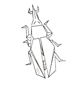 Weevil
