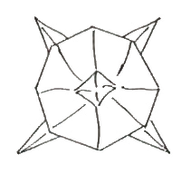 Morning star flower