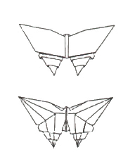 Butterfly - swallowtail
