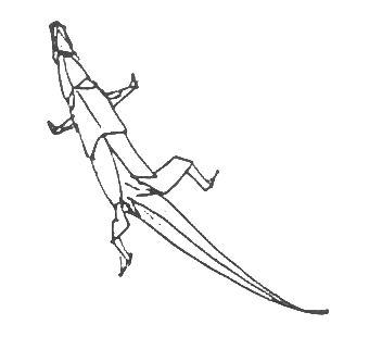 Lizard