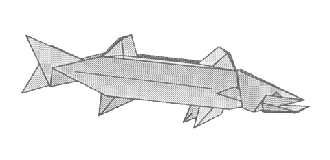 Barracuda