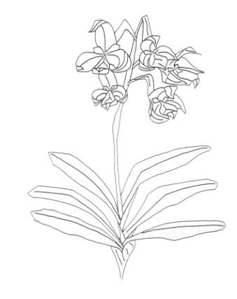 Orchid