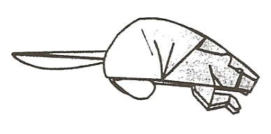Beaver