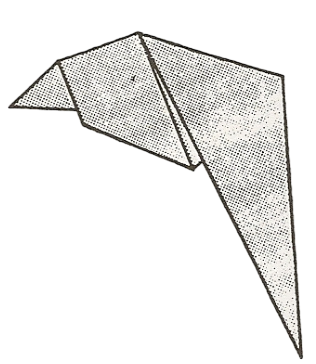 Parrot - 5 fold