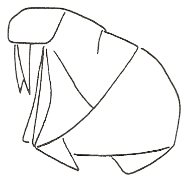 Walrus