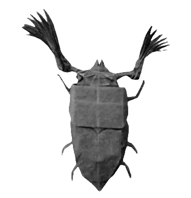 Melolonta