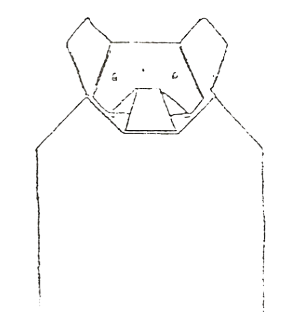 Pig letter