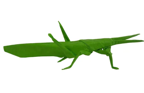 Grasshopper - perched