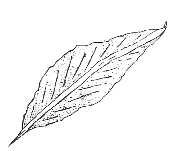 Leaf