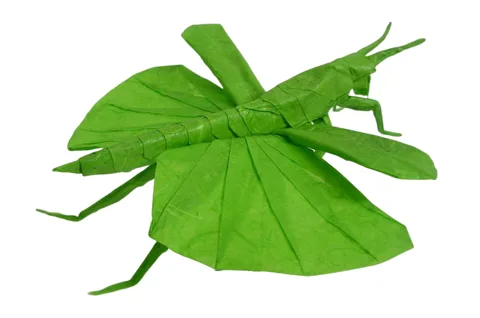 Grasshopper - flying