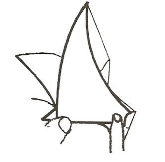 Flapping bird