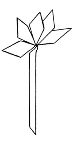 5-petal flower