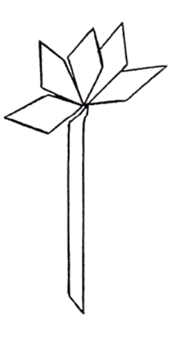 5-petal flower
