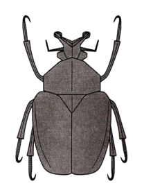 Goliath beetle