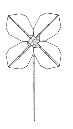 Daisy