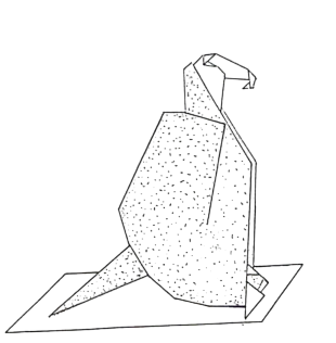 Turkey vulture