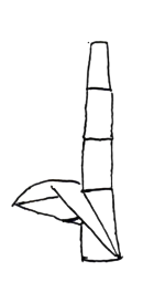 Sugar cane