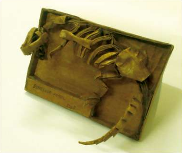 Dinosaur skeleton