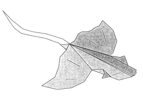 Eagle ray