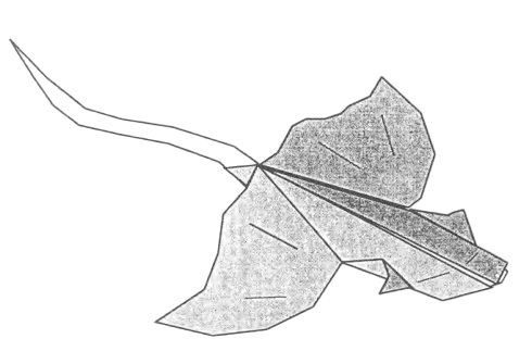 Eagle ray
