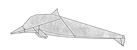 Dolphin - bottle-nose