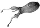 Squid