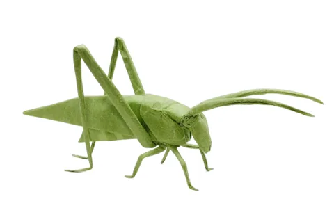 Katydid HP