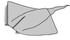 Manta ray