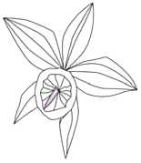 Orchid