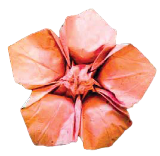 Rainflower blossom