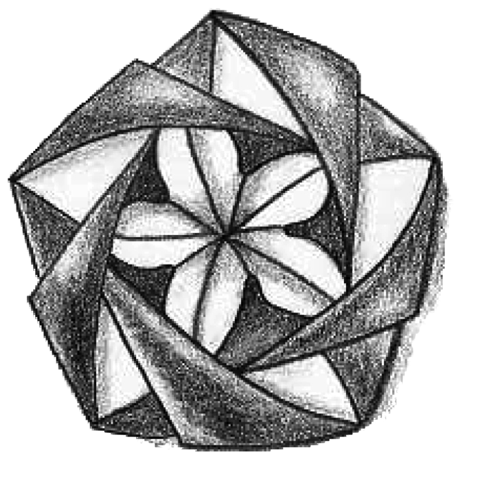 Tirrenia flower