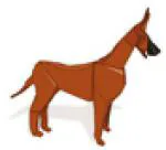 Great Dane