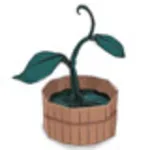 Sprout
