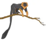 Lionhead tamarin