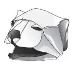 Polar bear head