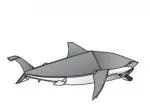 Great white shark