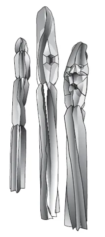 Cactus - segmented