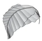 Rain forest leaf