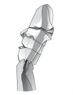 Cactus head as a segment