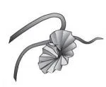 Tropical vine