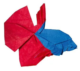 Betta