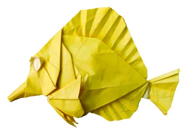Zebrasoma flavescens